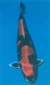2. Kuro Goshiki that holds strong dark elements